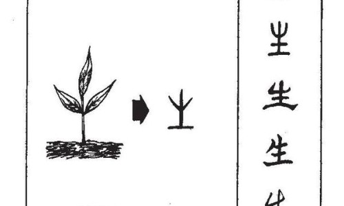 北五加皮的功效与作用及禁忌-北五加皮的功效与作用网—知名的北五加皮的功效与作用网站,分享北五加皮的功效与作用知识